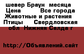 шевер Браун 2месяца › Цена ­ 200 - Все города Животные и растения » Птицы   . Свердловская обл.,Нижняя Салда г.